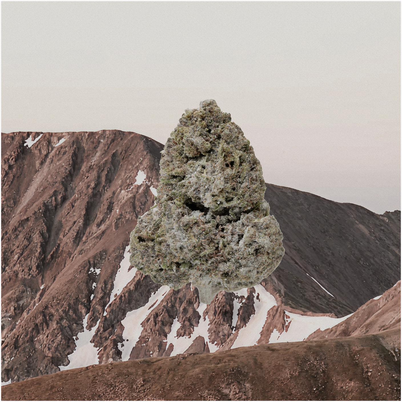 PINEBLISS THCA